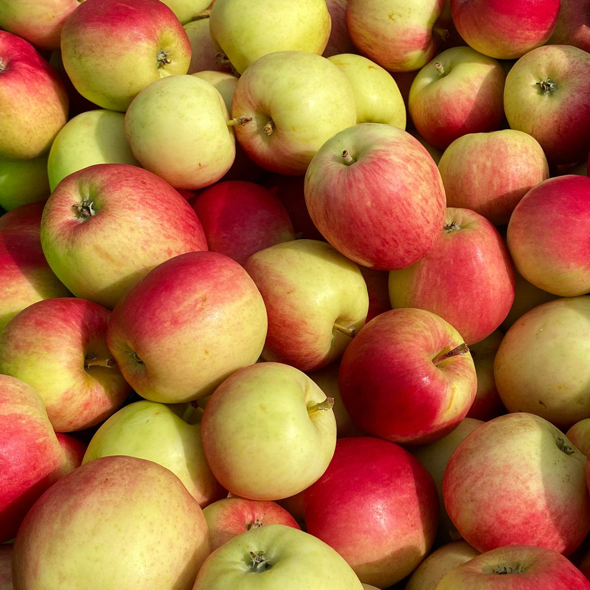 Apples - Mixed 1kg – Untamed Earth Organic Farm