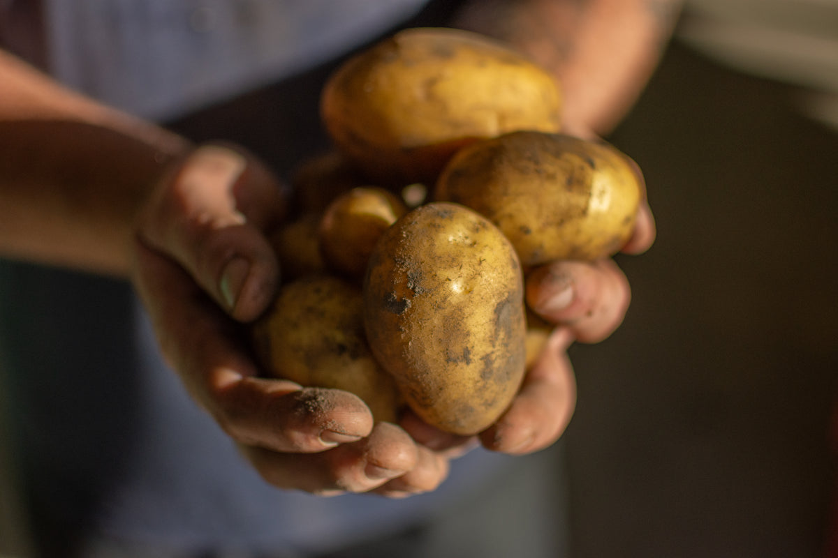 Roots and tubers – Untamed Earth Organic Farm