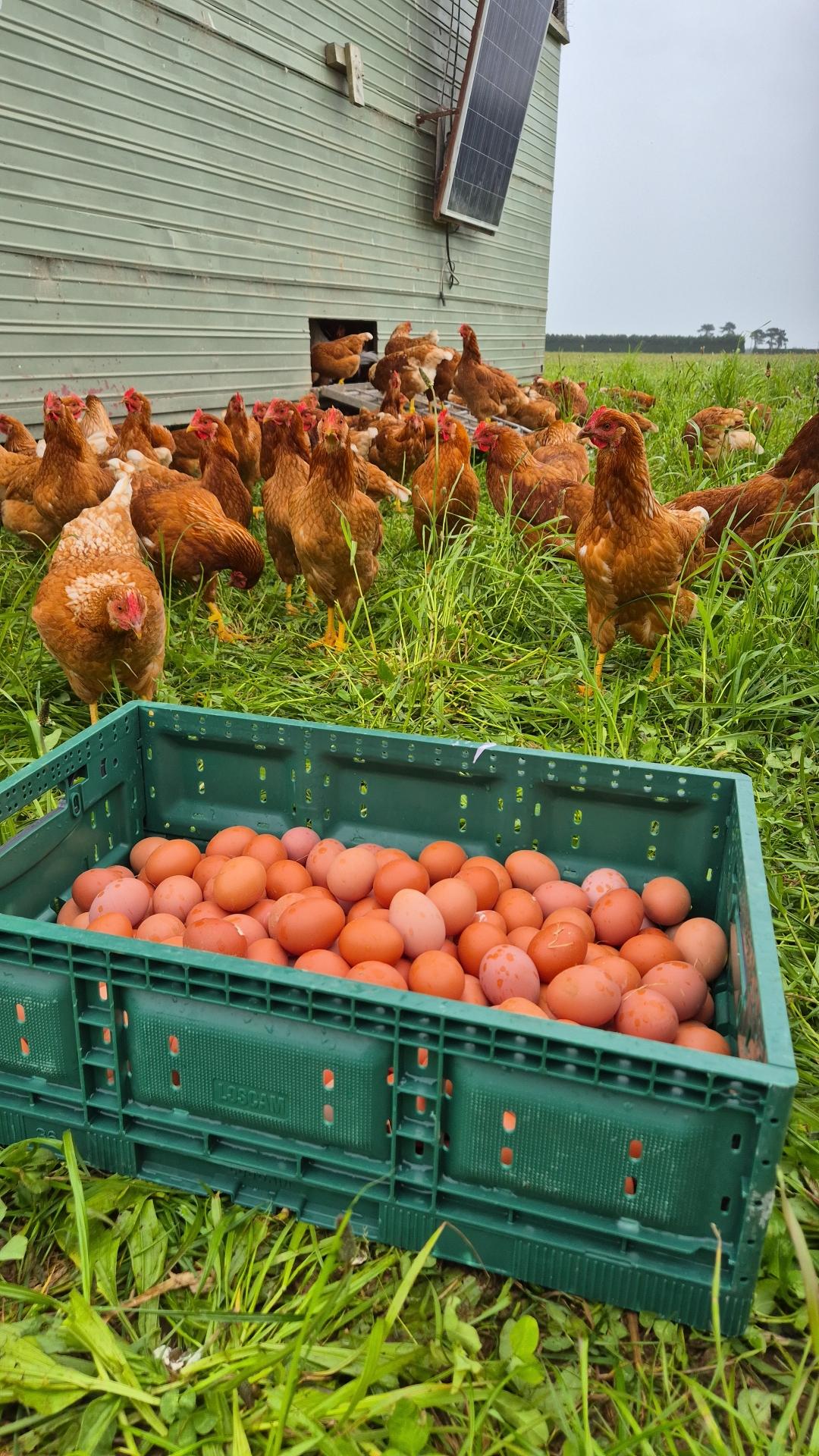 Eggs Organic, Free Range & Pasture Raised