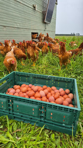 Eggs Organic, Free Range & Pasture Raised