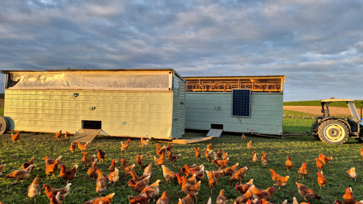 Eggs Free Range & Pasture Raised – Untamed Earth Organic Farm