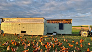 Eggs Organic, Free Range & Pasture Raised