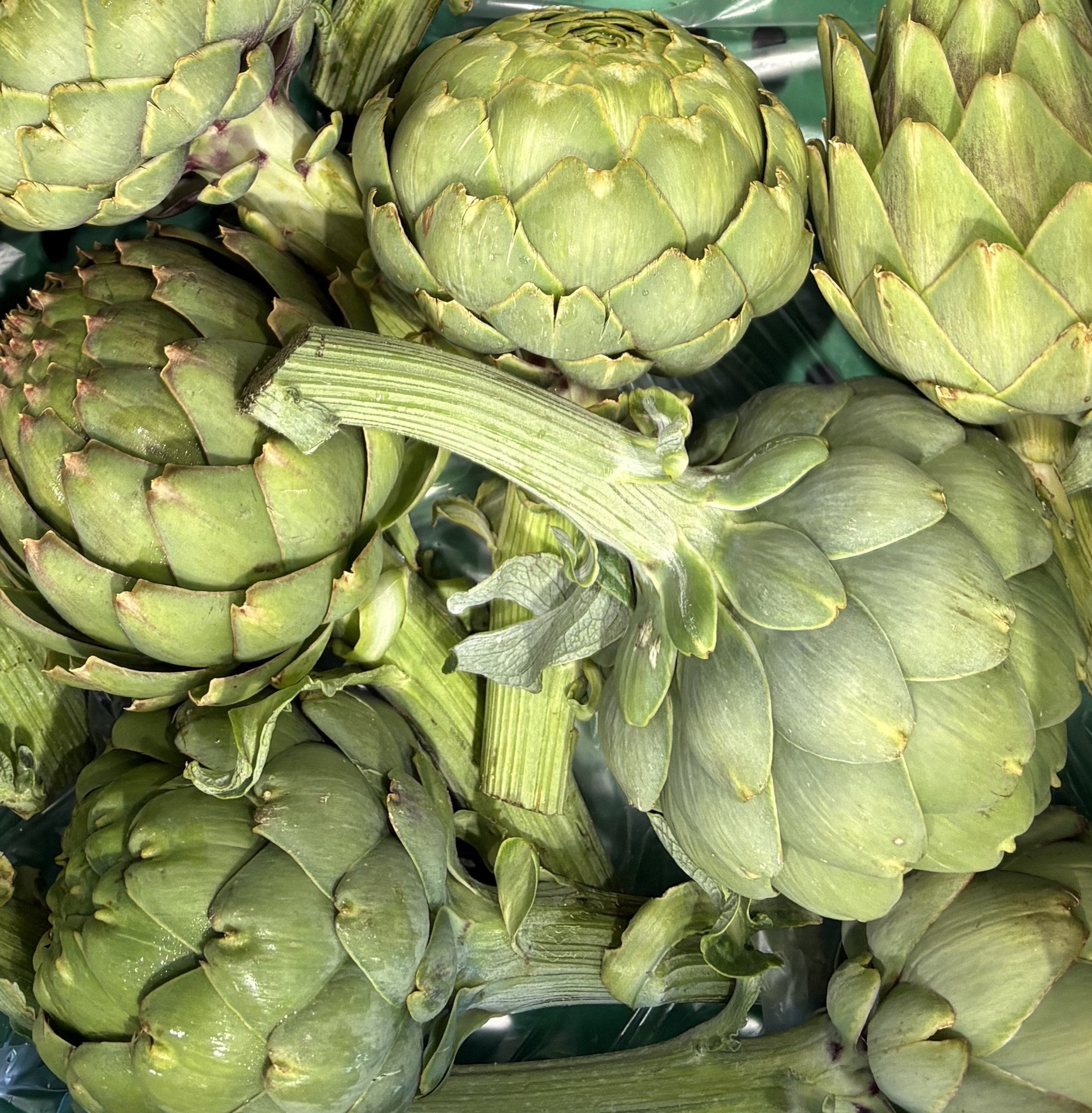 Artichoke Globe
