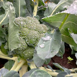 Load image into Gallery viewer, Broccoli 2 for $7
