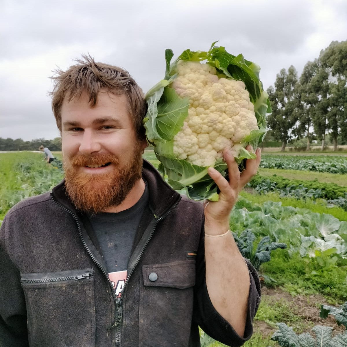 Cauliflower 2 for $8.99