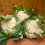 Cauliflowers 2 for $7.50