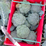 Load image into Gallery viewer, Broccoli 2 for $7
