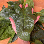 Load image into Gallery viewer, Spinach Cut Leaf 250g Bag
