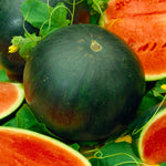 Load image into Gallery viewer, Watermelon
