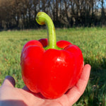 Load image into Gallery viewer, Capsicum
