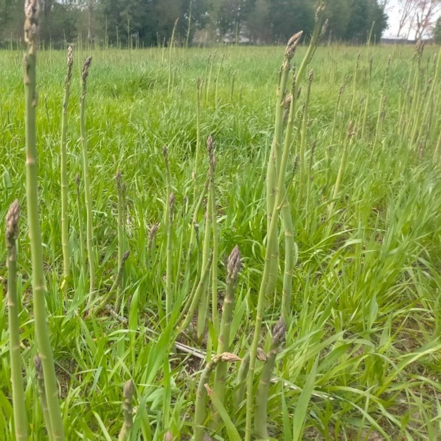 Asparagus Bunch - C0 Status in conversion to Certified Organic