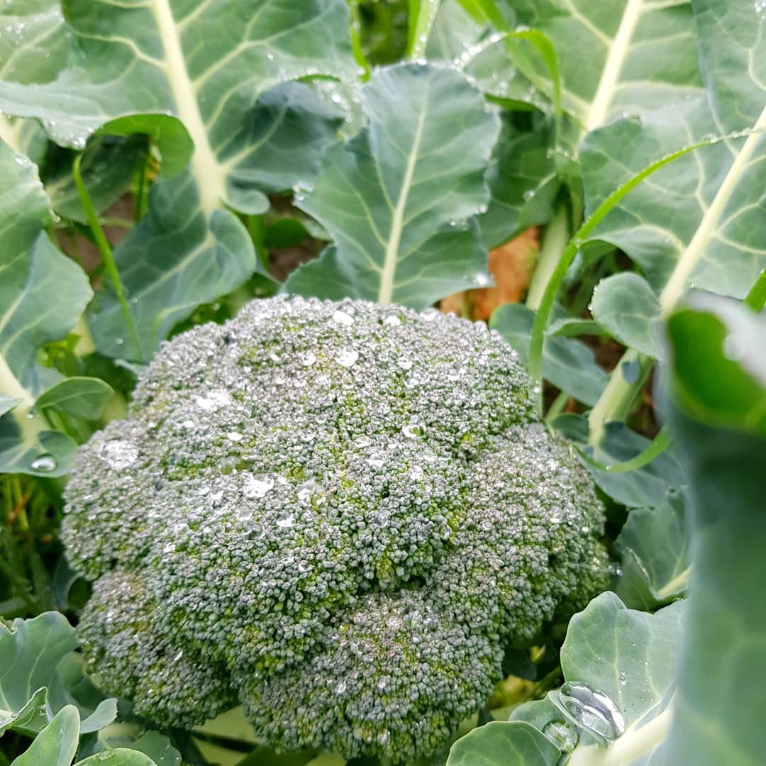 Organic broccoli - Untamed Earth
