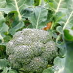 Load image into Gallery viewer, Organic broccoli - Untamed Earth
