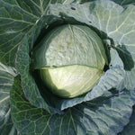 Load image into Gallery viewer, Organic cabbage - Untamed Earth
