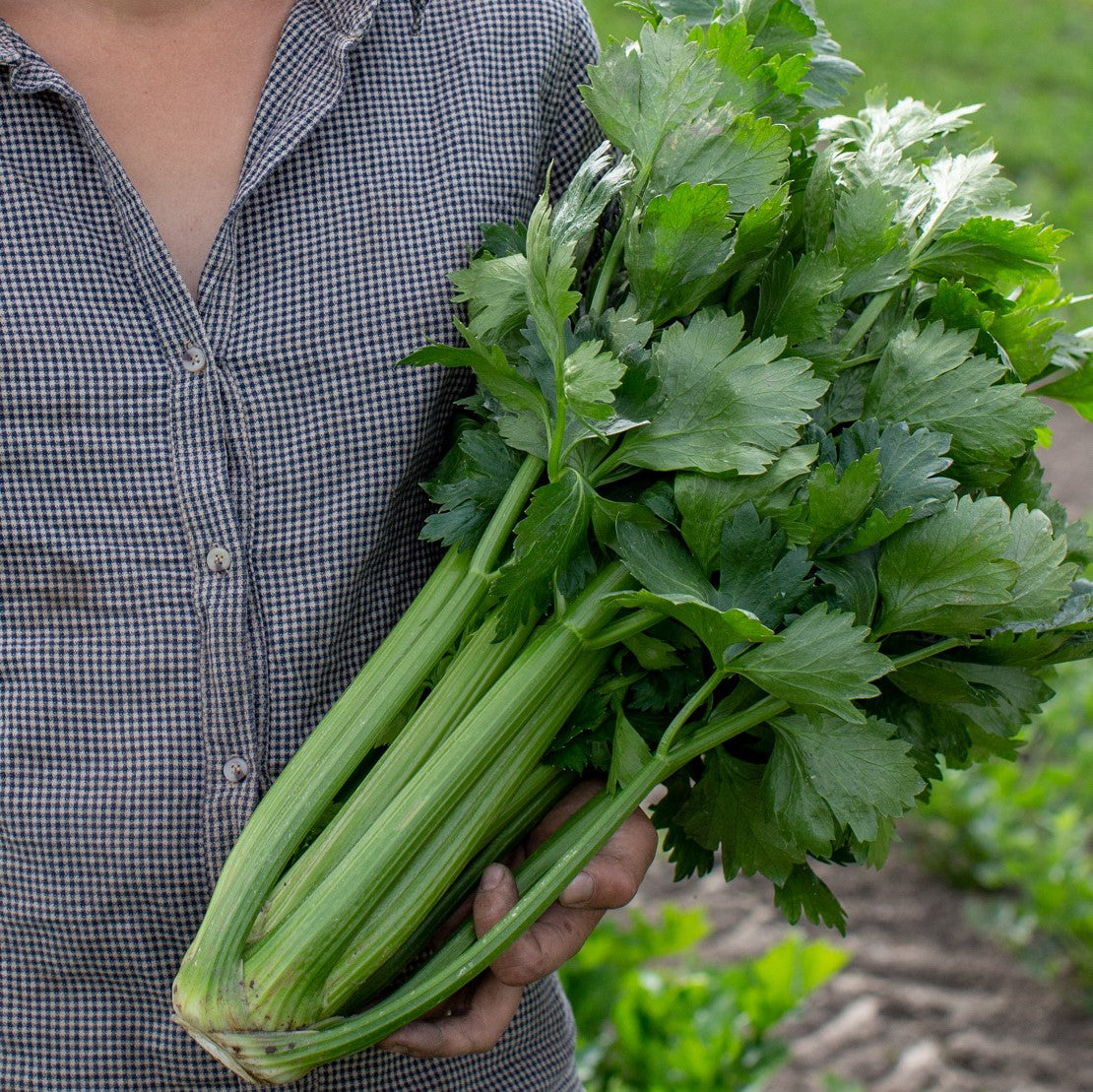 Organic celery - Untaned Earth