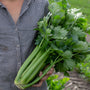Organic celery - Untaned Earth