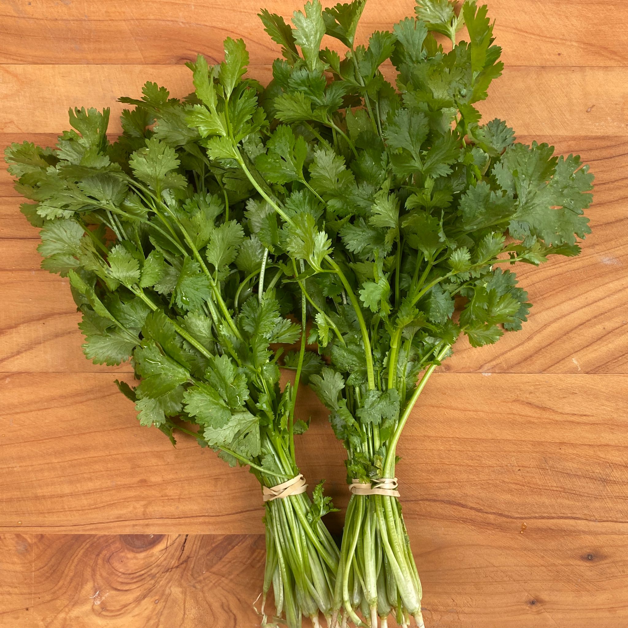 Coriander 2 bunch special
