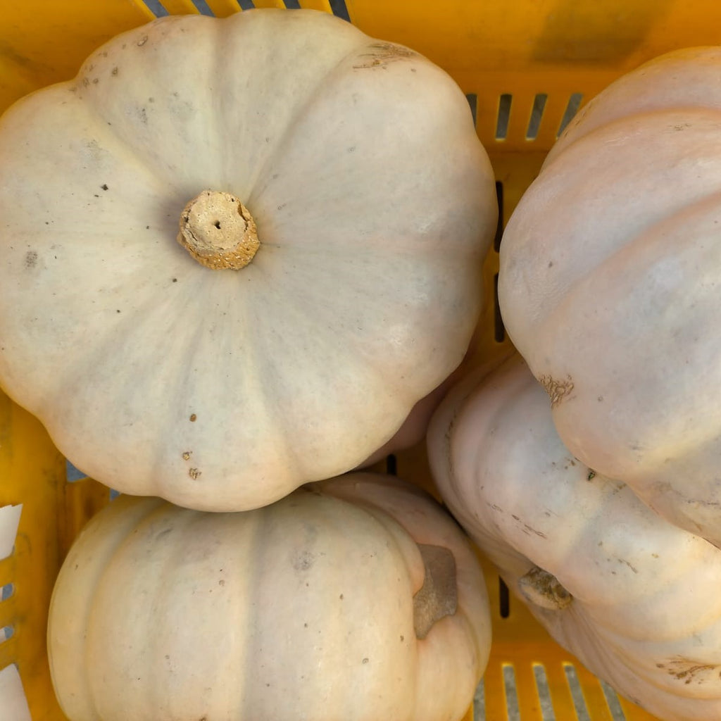 Organic crown pumpkin - Untamed Earth