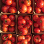 Organic Tomatoes - Untamed Earth