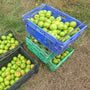 Granny Smith Apples