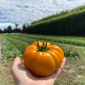 Tomatoes Heirloom  1kg