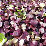 Load image into Gallery viewer, Organic microgreens - Untamed Earth
