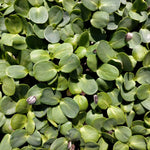 Load image into Gallery viewer, Organic microgreens - Untamed Earth
