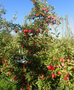 NZ Rose Organic Apple 1kg