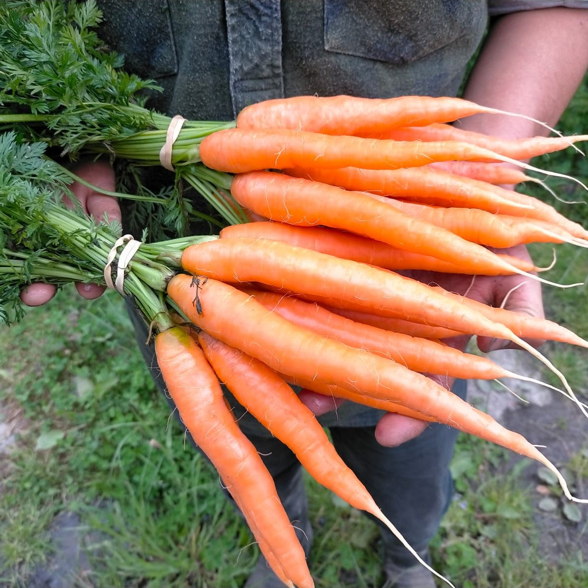 Carrots 2 for $8