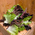 Load image into Gallery viewer, Cut Mixed Lettuce DEAL - Two value bags $8.99
