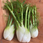 Load image into Gallery viewer, Florence Fennel Bulbs
