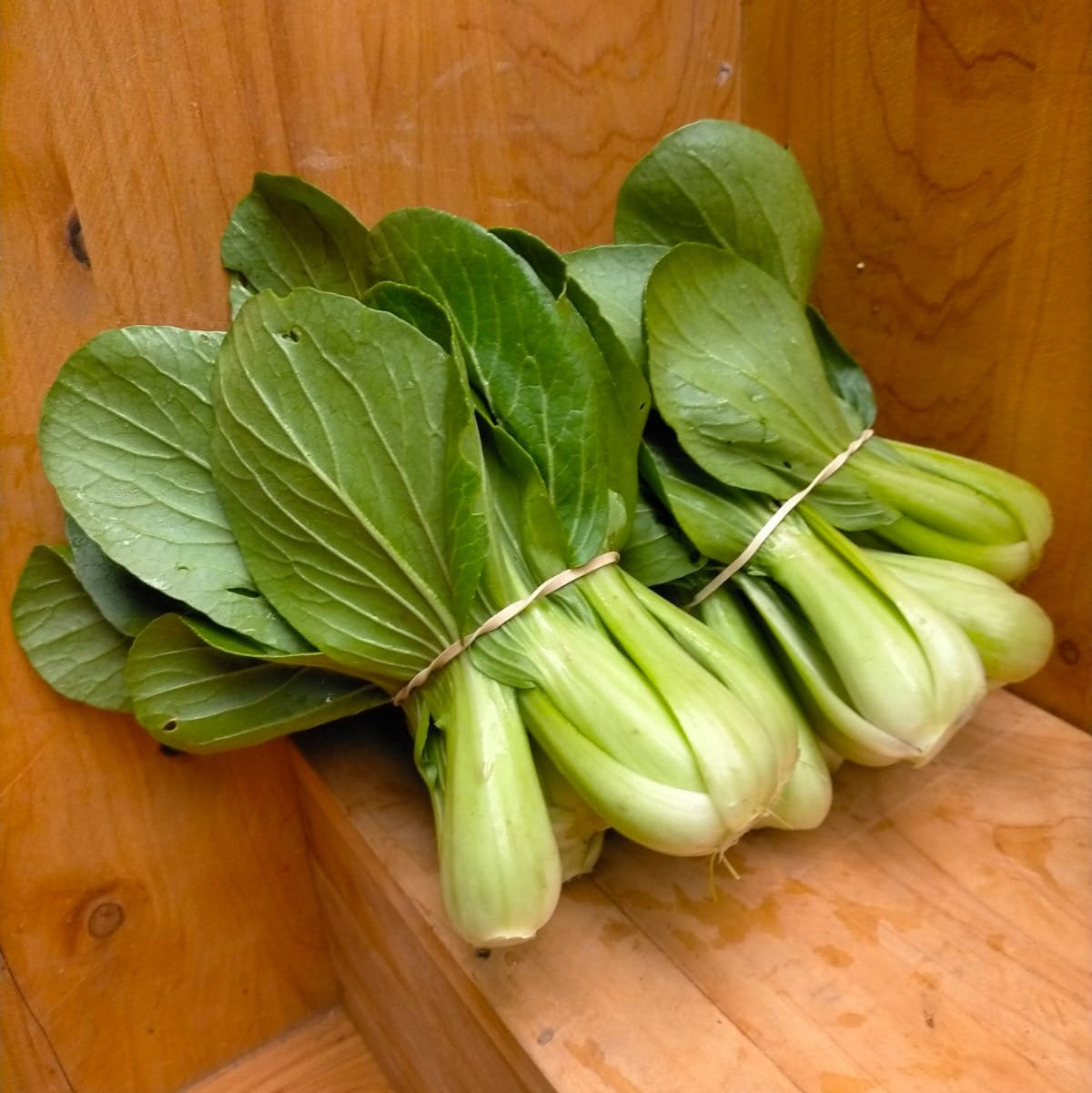 Pak Choi