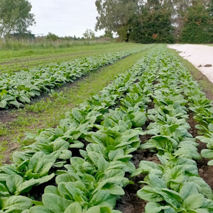 Spinach Bunch