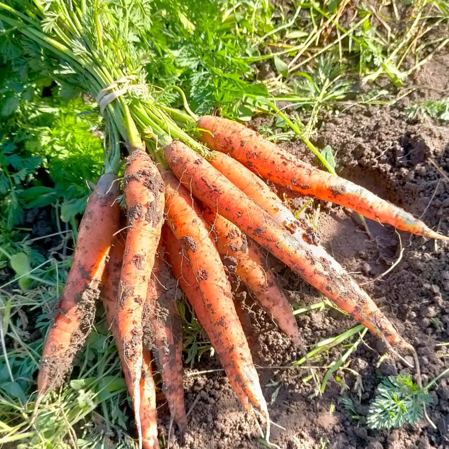 Carrot Bunches