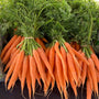 Spring Carrot Bunches