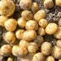Agria Potatoes 1.5kg