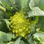 Cauliflower Romanesco