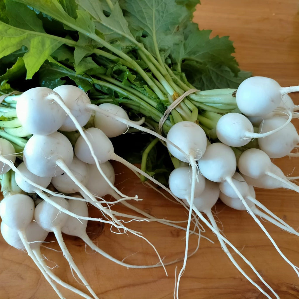 Organic turnip - Untamed Earth