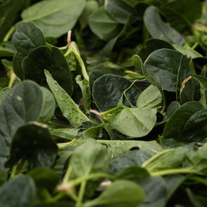 Organic spinach - Untamed Earth