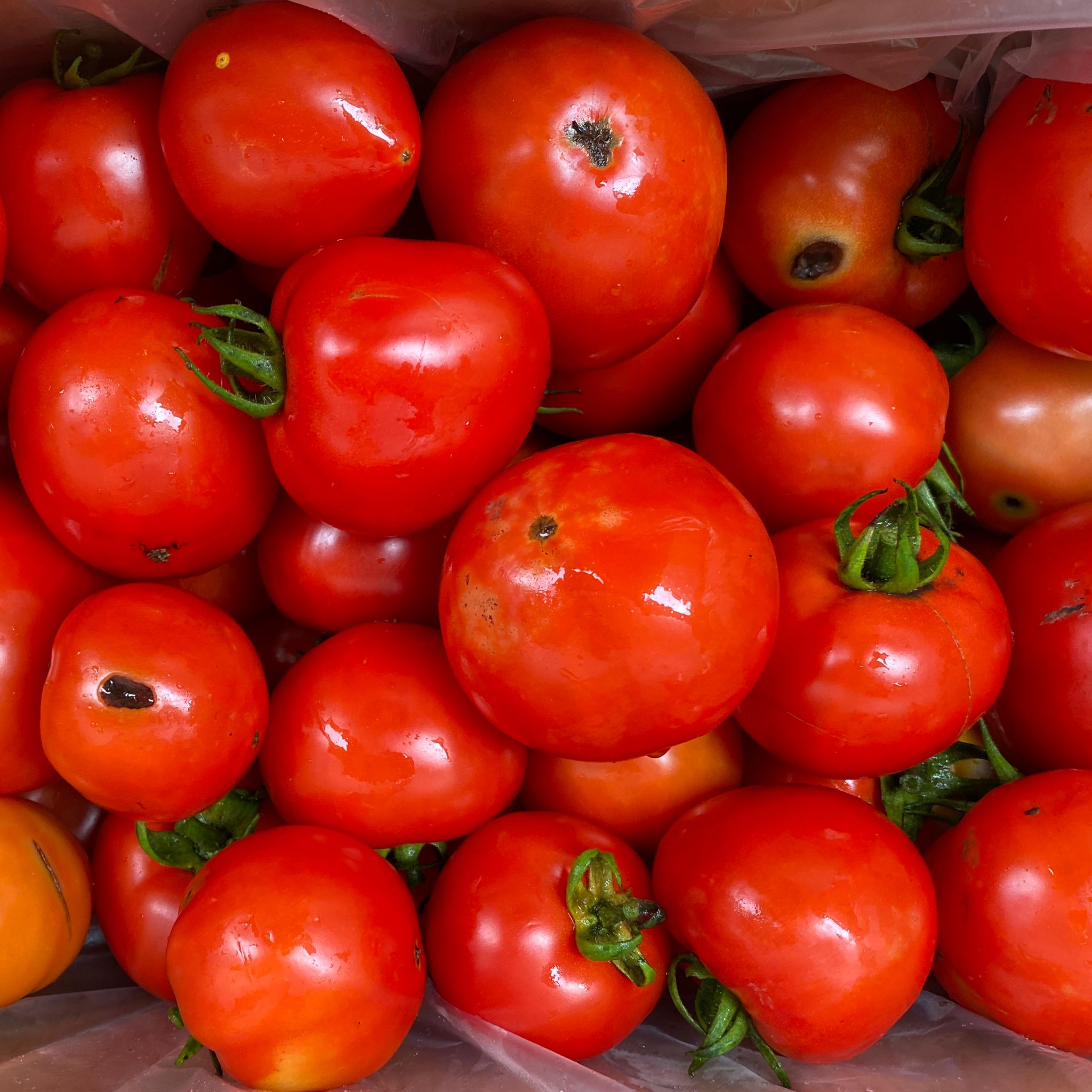 Tomatoes Saucing grade 10kg