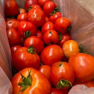 Tomatoes Saucing grade 10kg