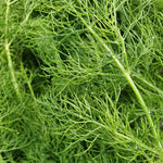 Load image into Gallery viewer, Fennel Fronds. Certified organic Fennel grown at Untamed Earth Organic Farm
