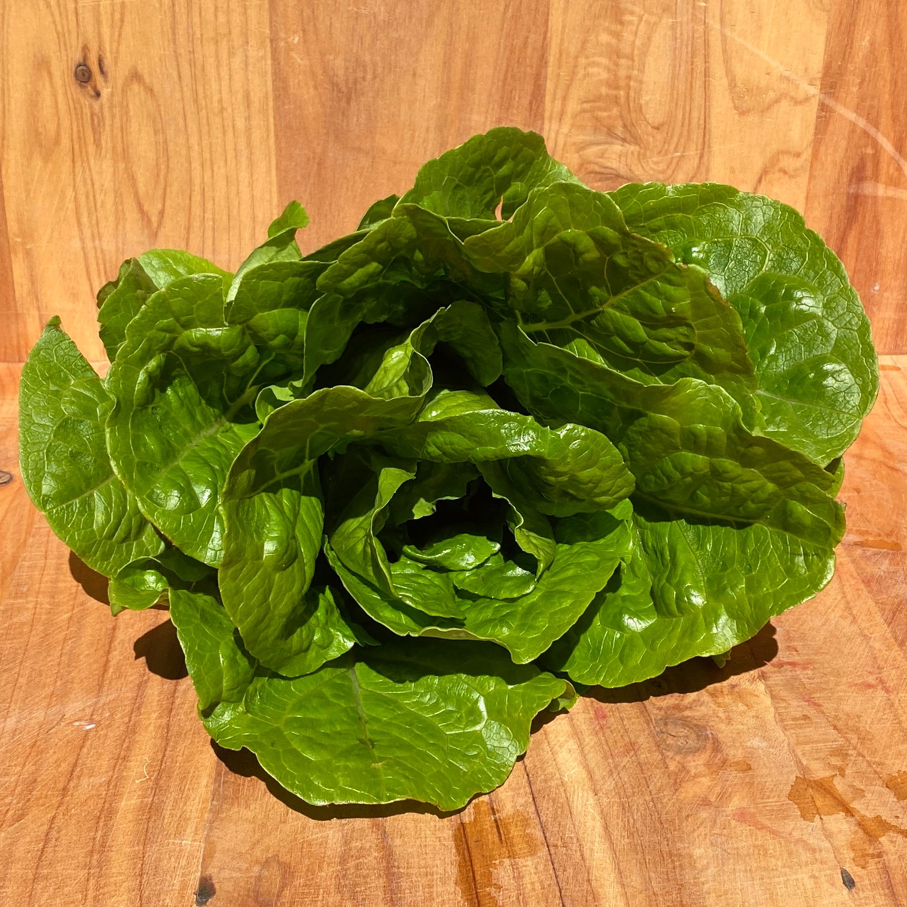 Lettuce Cos whole